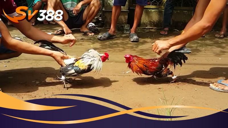 Các cửa cược dành cho người yêu thích cá độ Các cửa cược dành cho người yêu thích cá độ