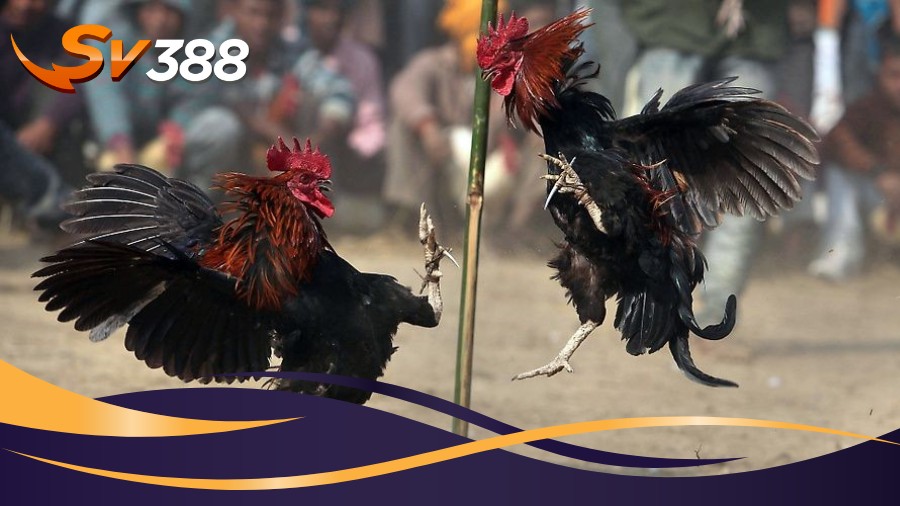 Các kiểu Đá gà cựa dao SV388 được sư kê ưa chuộng Các kiểu Đá gà cựa dao SV388 được sư kê ưa chuộng