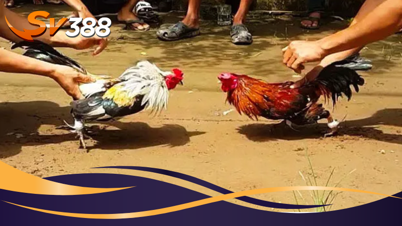 Cách xác định kết quả thắng thua trong chọi gà tre Cách xác định kết quả thắng thua trong chọi gà tre