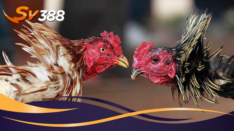 Cần chuẩn bị gì trước khi đăng ký SV388 Cần chuẩn bị gì trước khi đăng ký SV388