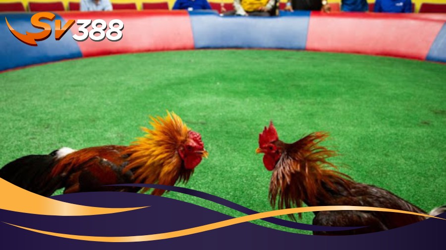 Đá Gà Campuchia SV388 nổi bật với các trận đấu kinh điển Đá Gà Campuchia SV388 nổi bật với các trận đấu kinh điển