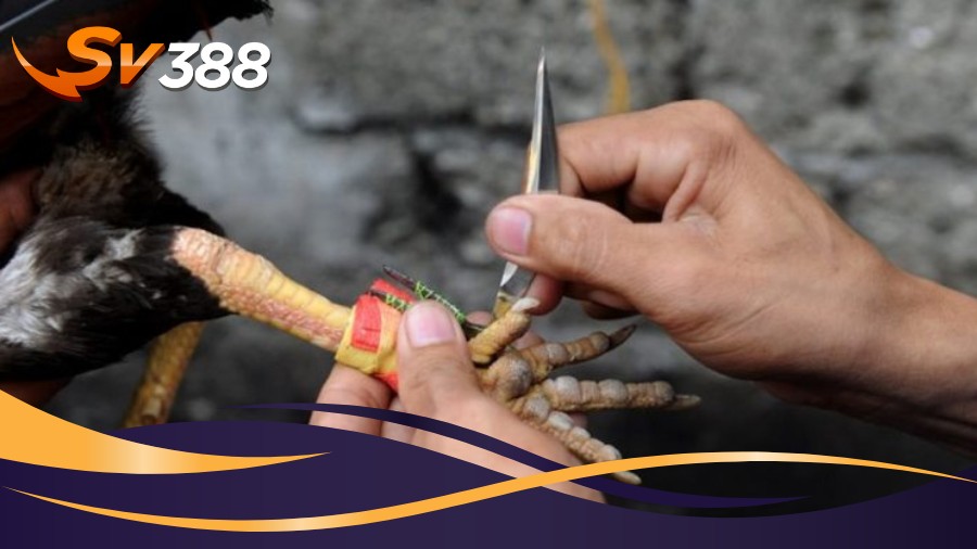 Đá gà cựa dao SV388 mang đến những phút giây đầy kịch tính Đá gà cựa dao SV388 mang đến những phút giây đầy kịch tính