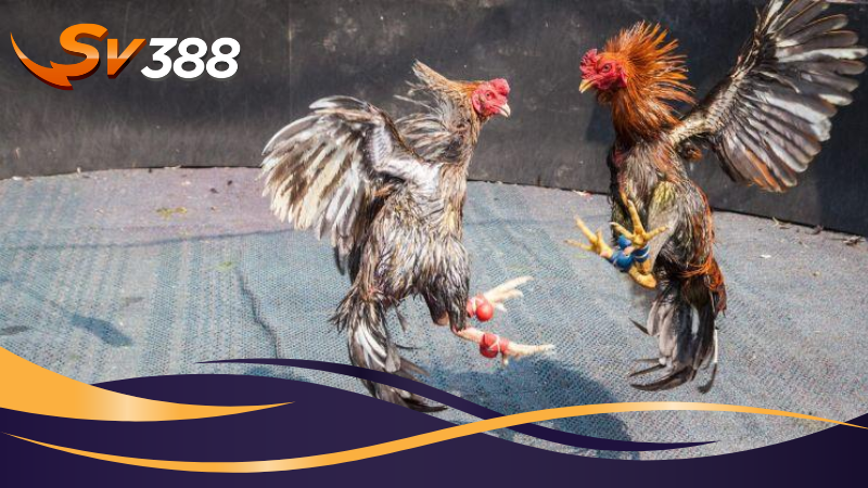 Đá gà cựa sắt là hình thức phổ biến nhất tại SV388 Đá gà cựa sắt là hình thức phổ biến nhất tại SV388