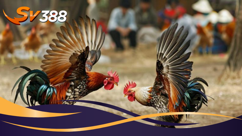 Đá gà tre SV388 - Những Trận Đấu Kịch Tính Không Thể Bỏ Lỡ 1 Đá gà tre SV388 là một hình thức thi đấu sôi động và căng thẳng