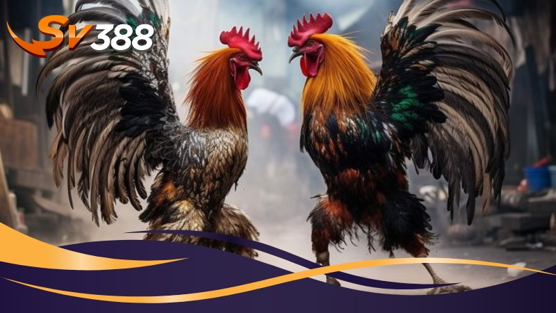 Điều kiện để đảm bảo đăng nhập SV388 thành công Điều kiện để đảm bảo đăng nhập SV388 thành công