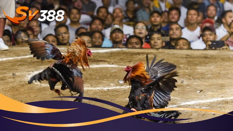 Điều kiện để thành viên SV388 tham gia nhận khuyến mãi Điều kiện để thành viên SV388 tham gia nhận khuyến mãi