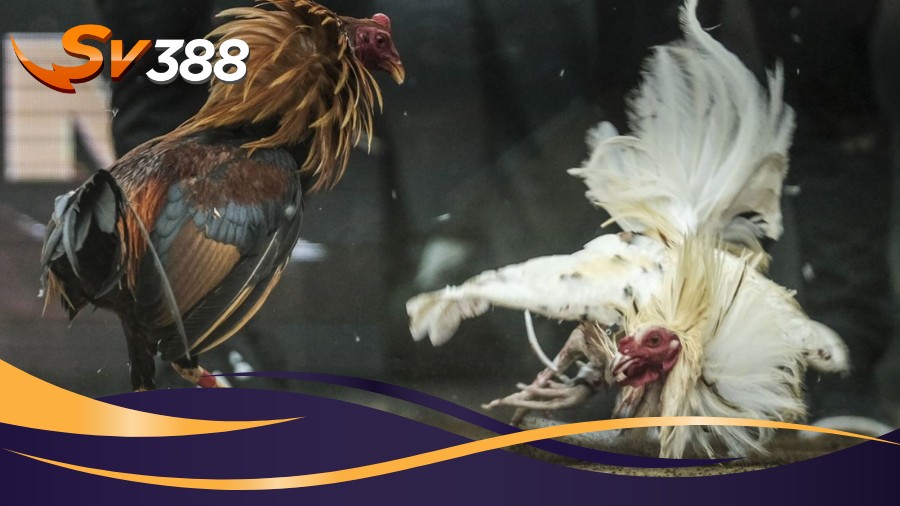 Dòng gà chiến Banaba trong Đá gà Philippines SV388 Dòng gà chiến Banaba trong Đá gà Philippines SV388