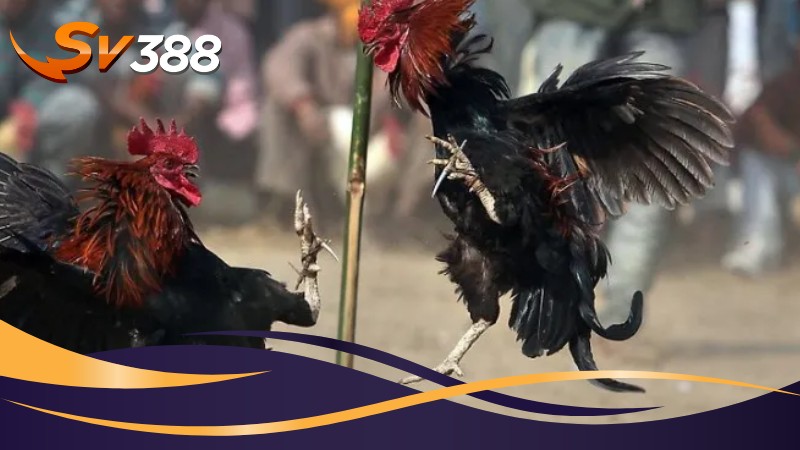 Giao diện cá cược cuốn hút Giao diện cá cược cuốn hút