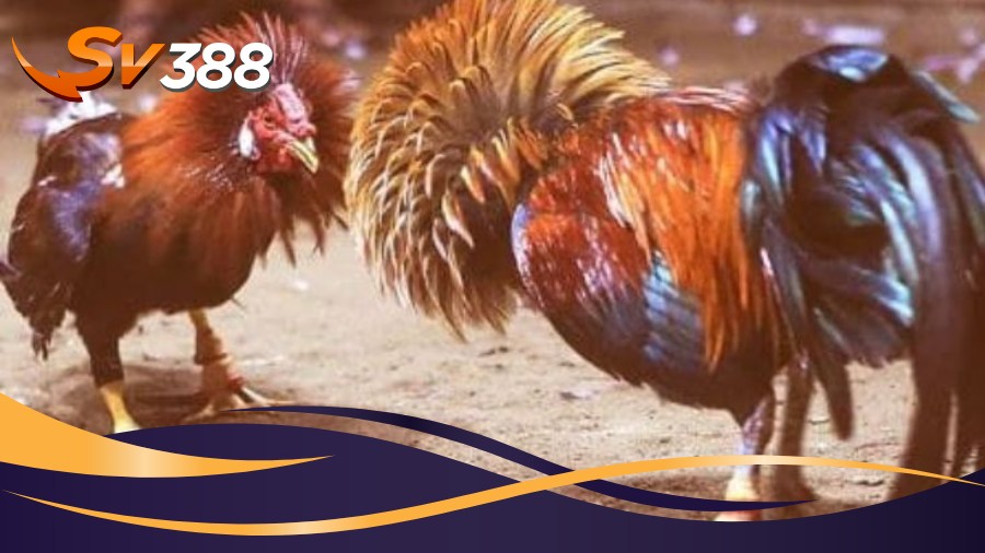 Kinh nghiệm tham gia Đá Gà Campuchia SV388 hiệu quả từ chuyên gia Kinh nghiệm tham gia Đá Gà Campuchia SV388 hiệu quả từ chuyên gia