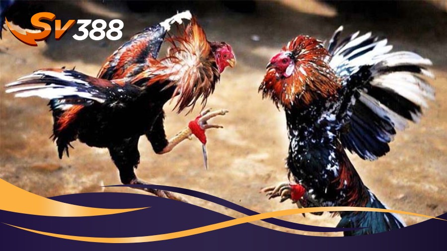 Luật chơi đá gà cơ bản dành cho các sư kê Luật chơi đá gà cơ bản dành cho các sư kê