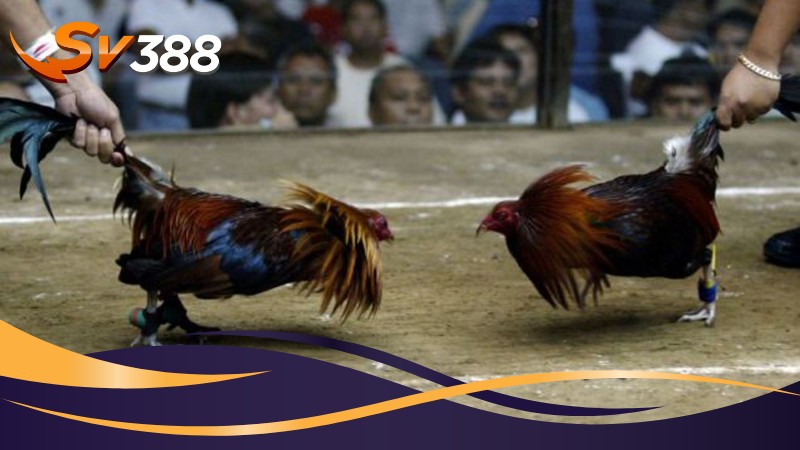 Luật chơi Đá gà Mỹ SV388 chi tiết từ A đến Z Luật chơi Đá gà Mỹ SV388 chi tiết từ A đến Z
