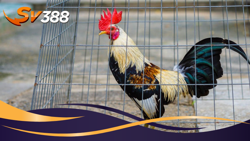 Luật chơi Đá gà tre SV388 – Dễ hiểu và dễ áp dụng Luật chơi Đá gà tre SV388 – Dễ hiểu và dễ áp dụng
