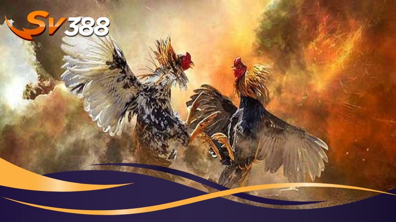 Những lưu ý khi tân thủ thực hiện đăng ký tại SV388 Những lưu ý khi tân thủ thực hiện đăng ký tại SV388
