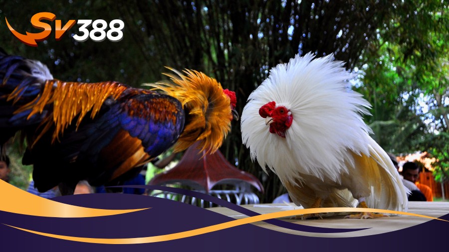 SV388 không quy định cố định về thời gian thi đấu SV388 không quy định cố định về thời gian thi đấu
