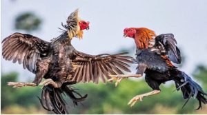 GA6789 là sân chơi đá gà trực tuyến số 1 hiện nay