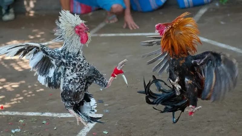 Những lưu ý quan trọng khi chơi đá gà MCW Những lưu ý quan trọng khi chơi đá gà MCW